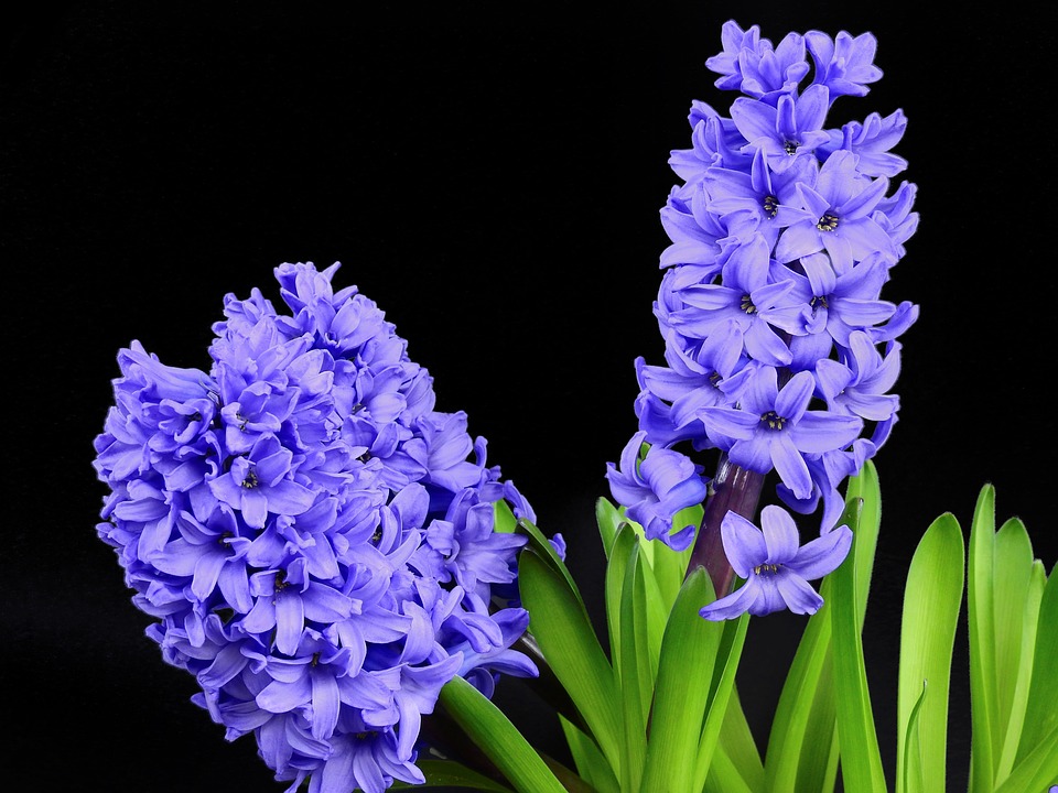 Hyacinty moc krásně voní. 