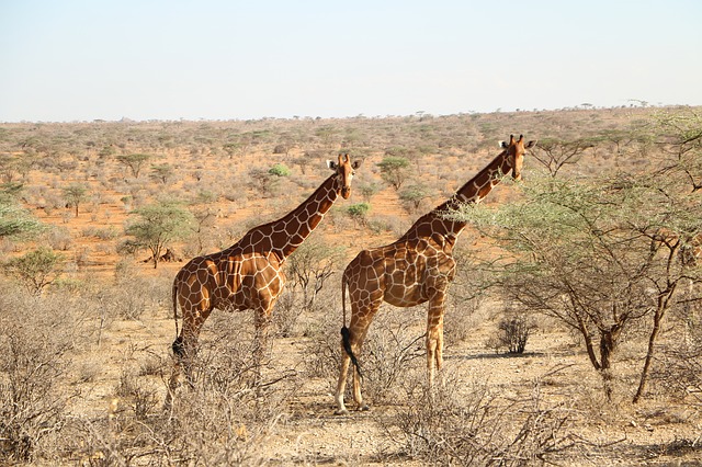 dvě žirafy